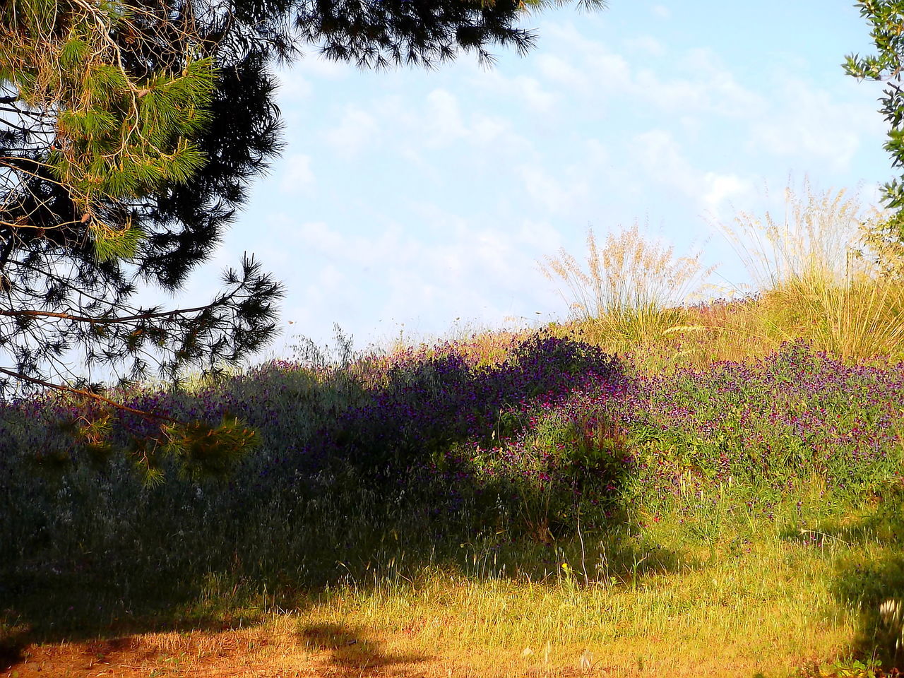 GRASS AGAINST TREES