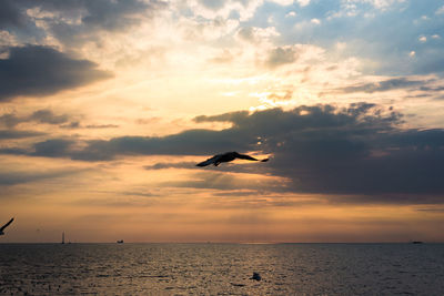 Seagull flying over sea during sunset