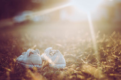 Close-up of shells on the ground