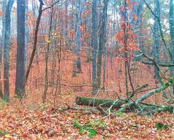 Full frame shot of trees