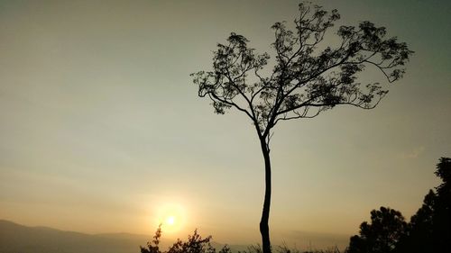 Low angle view of silhouette tree against sky at sunset