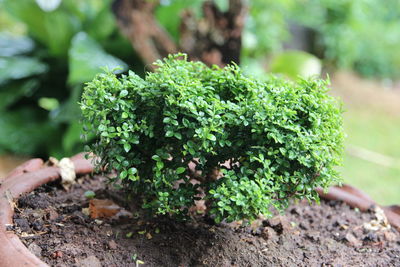 Close-up of fresh green plant