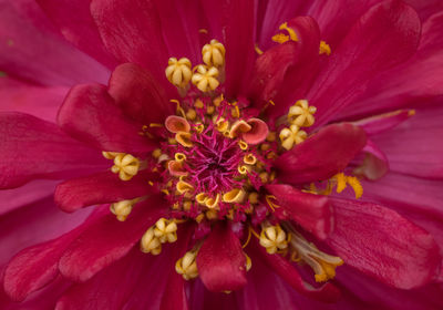 Close-up of pink flower