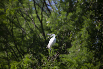 Great egret ardea alba watching its surroundings from a tree top