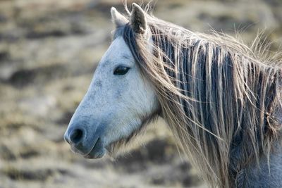 Close-up of horse standing on field