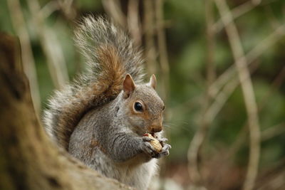 Close-up of squirrel