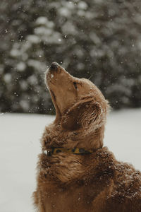 Close-up of dog in water