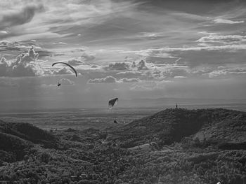 Birds flying in the sky