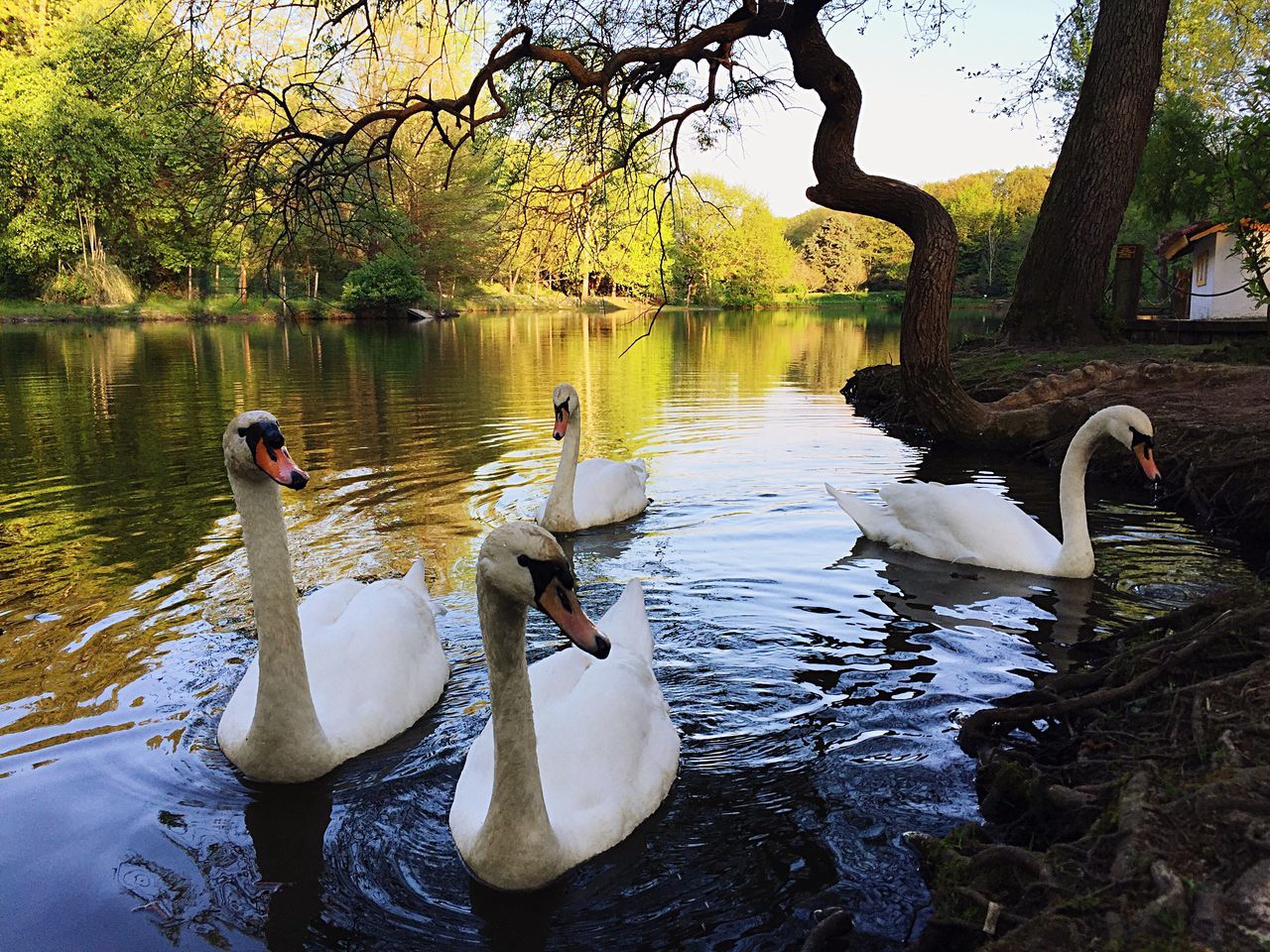 bird, animal themes, animals in the wild, water, wildlife, lake, duck, swan, swimming, reflection, tree, water bird, nature, two animals, mallard duck, togetherness, pond, medium group of animals, rippled, waterfront