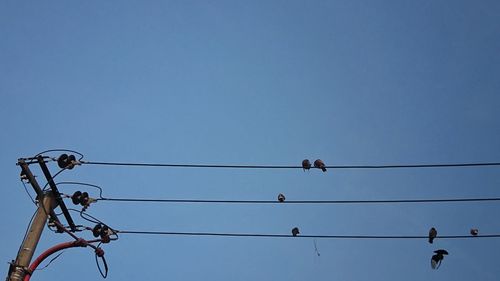 Low angle view of birds perching on cable