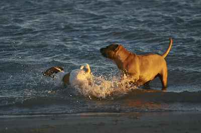 Dog in a sea