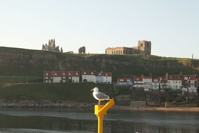 Seagull perching on a building