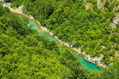 High angle view of river amidst trees