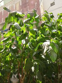 Close-up of plant growing on tree