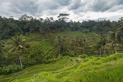 Scenic view of rice field against sky