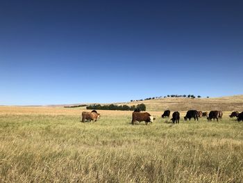 Horses in a field