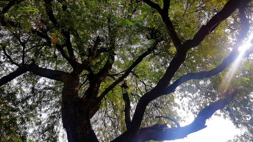 Low angle view of trees against sky