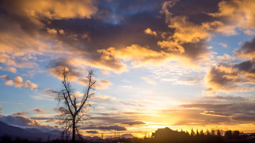 Low angle view of silhouette trees against sky at sunset