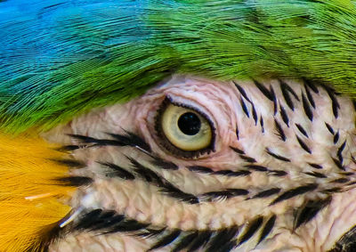 Close-up of a parrot