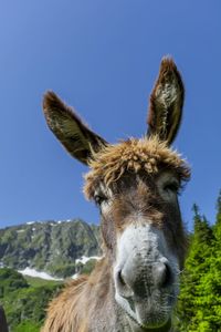 Close-up portrait of horse on field against clear sky