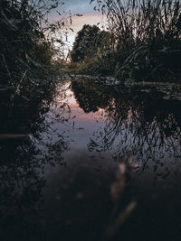 Reflection of tree in lake against sky