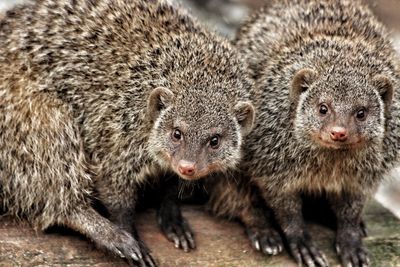 Portrait of mongoose on log