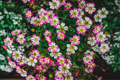 Close-up of pink flowering plants in park