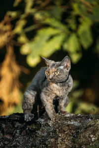 Close-up of cat