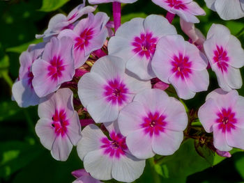 Close-up of pink flowering plants in park