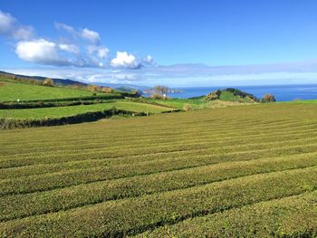 Scenic view of agricultural field against sky