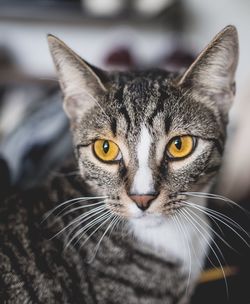 Close-up portrait of cat