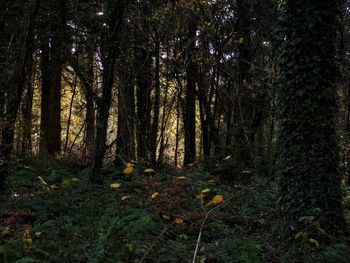 Trees in forest