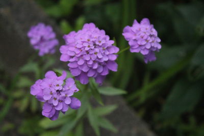 Close-up of purple flowers blooming outdoors