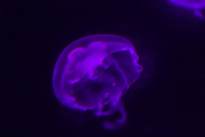 Close-up of jellyfish against black background