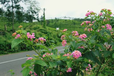 Close-up of pink flowers