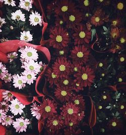 Close-up of white flowers blooming outdoors