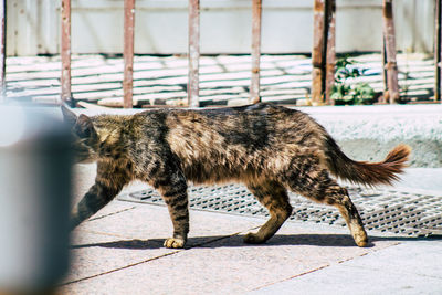 Cat standing on footpath