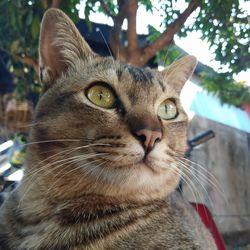 Close-up portrait of a cat