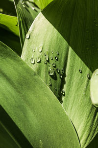 Close-up of raindrops on green leaves