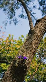 Low angle view of tree against sky