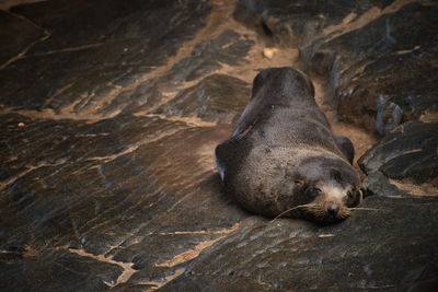 High angle view of seal sleeping on rock