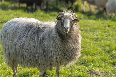 Portrait of a sheep on field