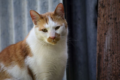 Portrait of ginger cat