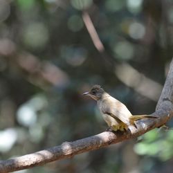 Close-up of bird perching on branch