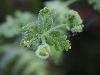 Close-up of dew drops on plant