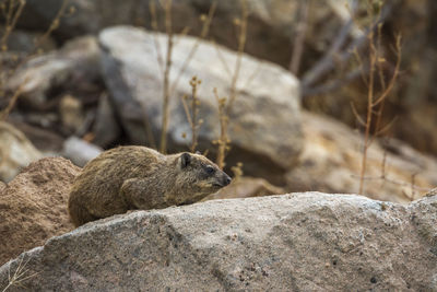 Hyrax on rock