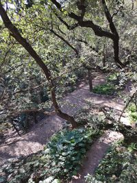 Trees in forest