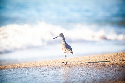 Seagull perching on a beach
