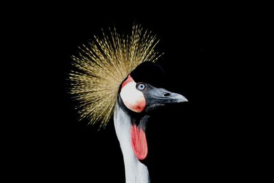 Close-up of bird against black background