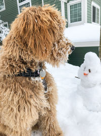 Dog lying down on snow